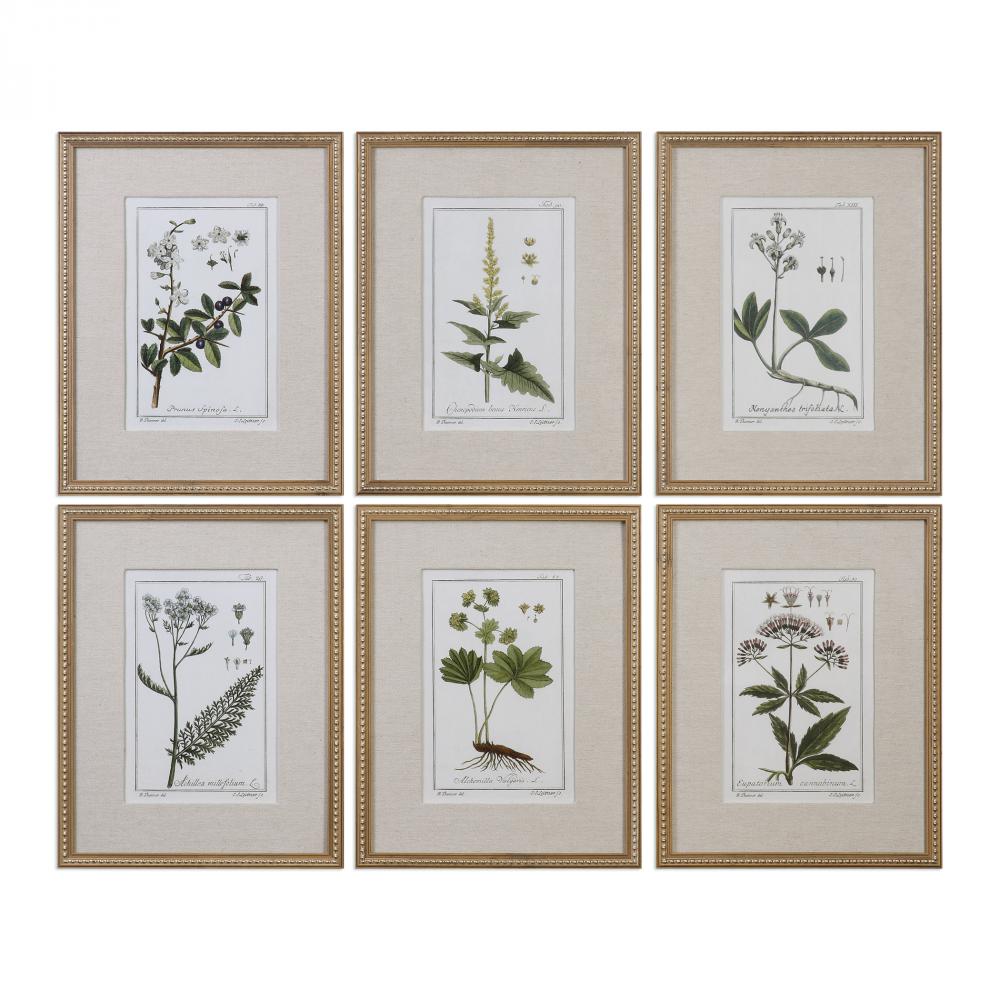 Uttermost Green Floral Botanical Study Prints Set/6